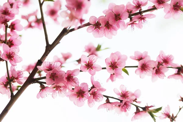 Ramo Cereja Florescente Olá Primavera — Fotografia de Stock