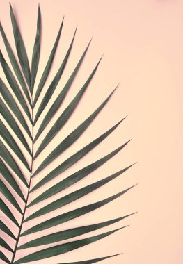 Palmiye ağacı üzerinde pembe bir arka plan.