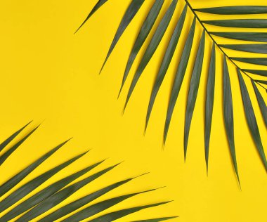 Sarı zemin üzerinde palmiye ağacı. 