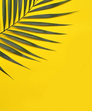 Sarı zemin üzerinde palmiye ağacı. 