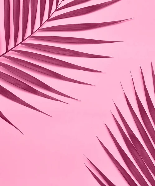 Palmiye ağacı üzerinde pembe bir arka plan.