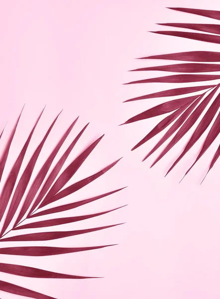 Palm Tree Rosa Bakgrund — Stockfoto