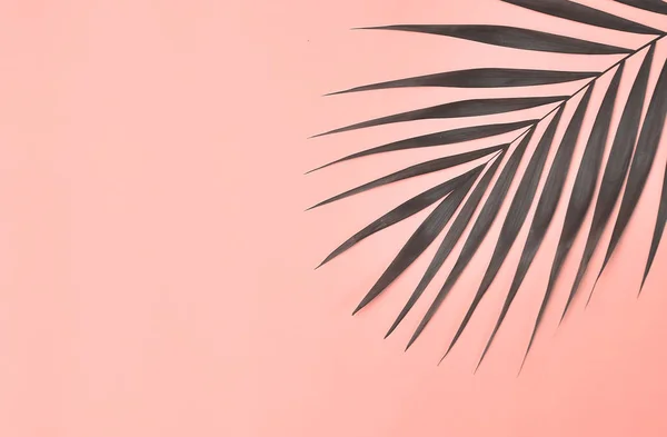 Palmera Sobre Fondo Rosa —  Fotos de Stock