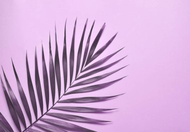 Menekşe arka plan üzerinde palmiye ağacı yaprakları.