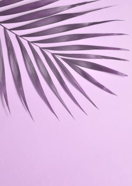 Menekşe arka plan üzerinde palmiye ağacı yaprakları.