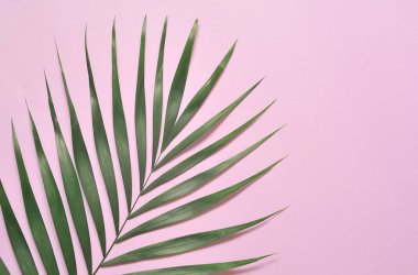 Menekşe arka plan üzerinde palmiye ağacı yaprakları.