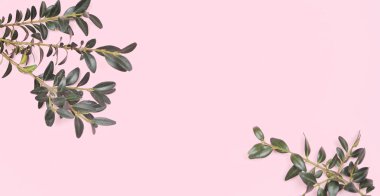 Yeşil, pembe arka plan şubeleri.