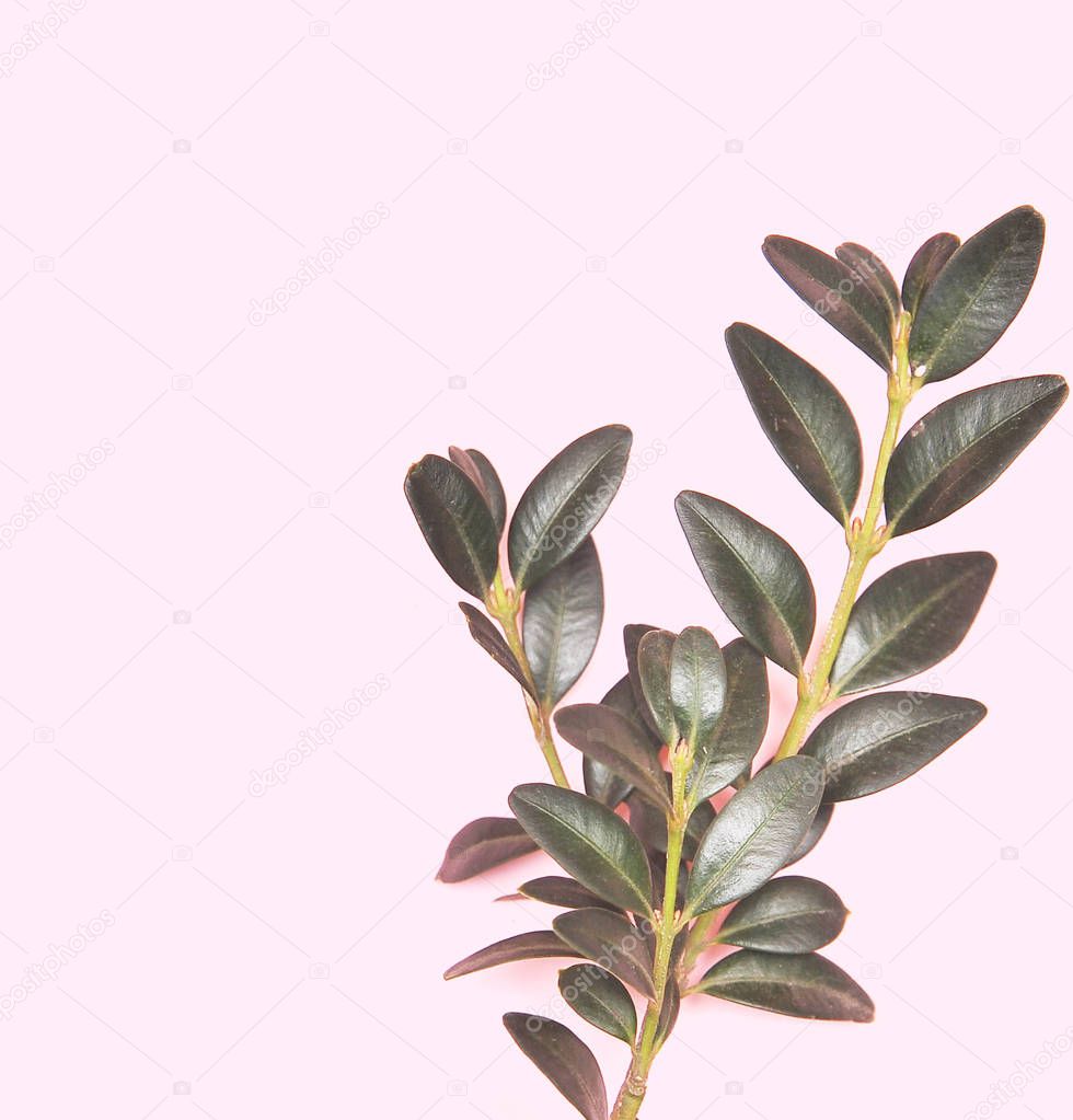 AlenaPhoto