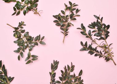 Yeşil, pembe arka plan şubeleri.