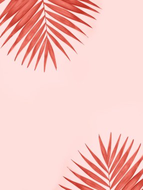 Palmiye ağacı üzerinde pembe bir arka plan.