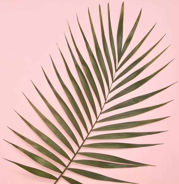 Palmeira Fundo Rosa — Fotografia de Stock