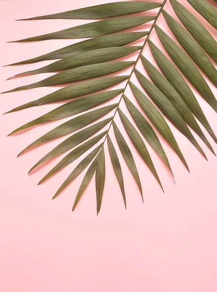 Пальма Рожевому Фоні — стокове фото