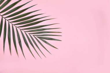 Palmiye ağacı yaprak pembe bir arka plan üzerinde.