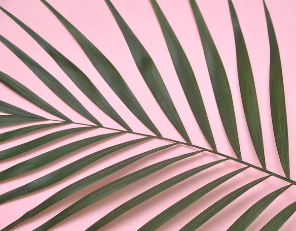 Palmera Sobre Fondo Rosa —  Fotos de Stock