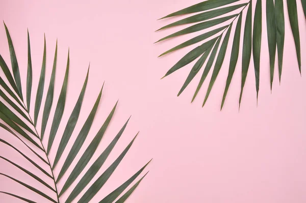 Palmera Sobre Fondo Rosa —  Fotos de Stock