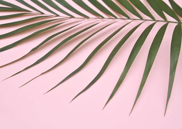 Palmeira Fundo Rosa — Fotografia de Stock
