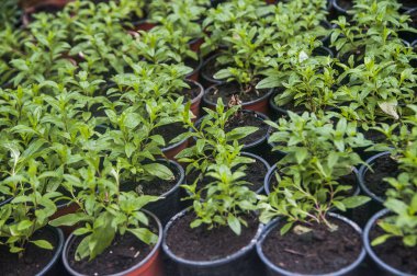 Çiçekler bir tencerede. Botanik Bahçesi.