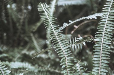 Doğa. Botanik Bahçesi bahar yeşillik.