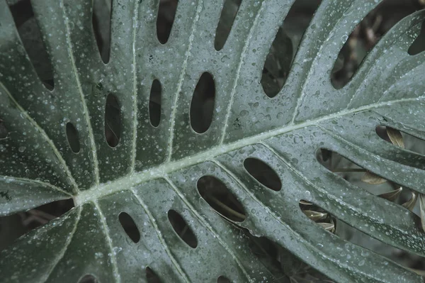 Hoja Palmera Sobre Fondo Oscuro Jardín Botánico — Foto de Stock