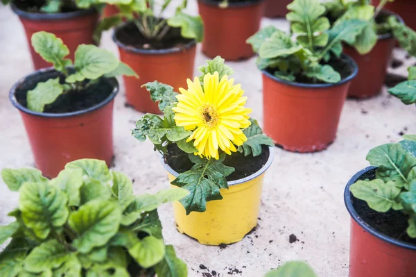 Kwiaty Doniczce Ogród Botaniczny — Zdjęcie stockowe