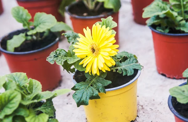 Kwiaty Doniczce Ogród Botaniczny — Zdjęcie stockowe