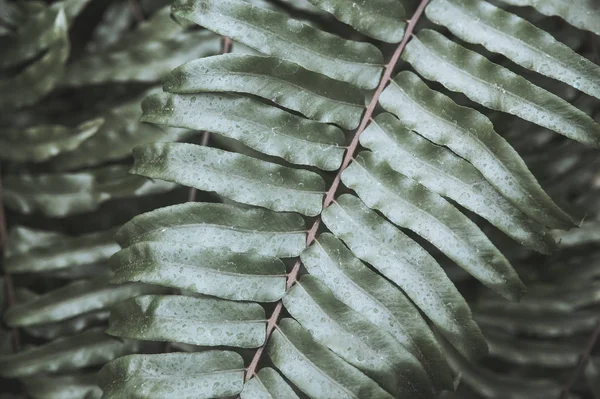 Natur Frühlingsgemüse Botanischen Garten — Stockfoto