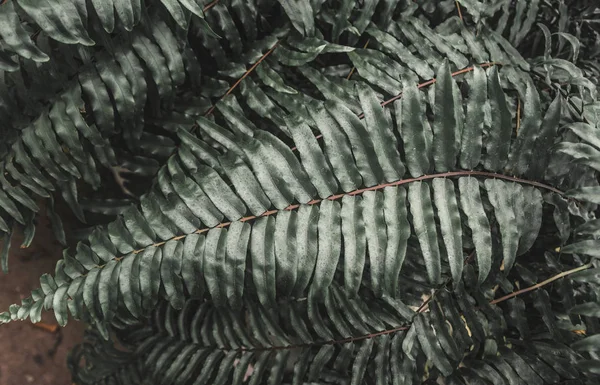 Natur Frühlingsgemüse Botanischen Garten — Stockfoto