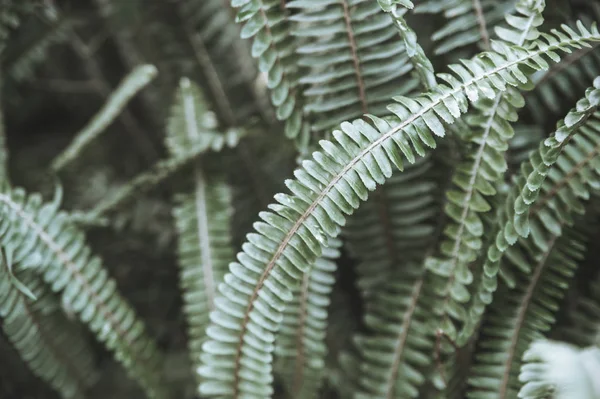 Charakter Zieloni Wiosna Ogrodzie Botanicznym — Zdjęcie stockowe