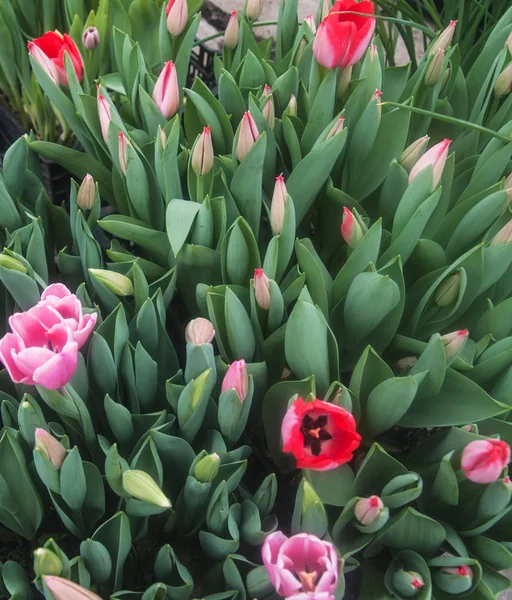 Nature Tulipes Printanières Dans Jardin Botanique — Photo