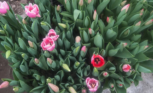 Nature Tulipes Printanières Dans Jardin Botanique — Photo