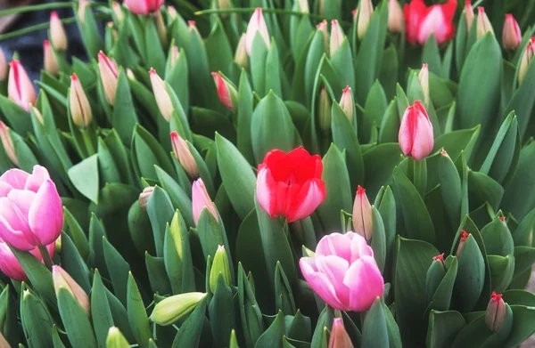 Nature Tulipes Printanières Dans Jardin Botanique — Photo