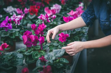 Tencere güzel çiçekler üzerinde eller.