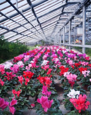 Bir tencere sera, bahar çiçekleri.