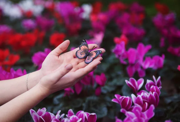Fleurs Printanières Dans Des Pots Avec Papillon Serre — Photo