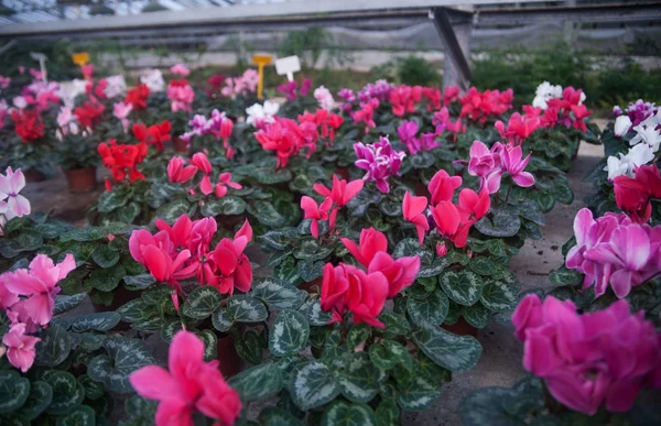 Fleurs Printanières Dans Des Pots Serre — Photo