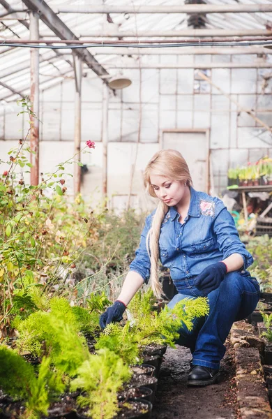 Wanita Hamil Bekerja Dengan Bunga Rumah Kaca — Stok Foto