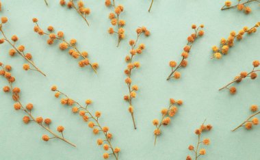 Mimoza nane renk arka plan üzerinde küçük dalları.