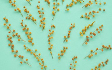 Mimoza nane renk arka plan üzerinde küçük dalları.