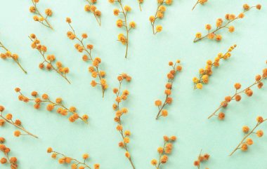 Mimoza nane renk arka plan üzerinde küçük dalları.