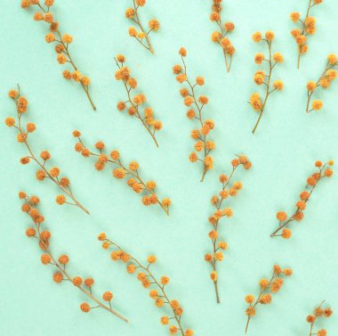 Mimoza nane renk arka plan üzerinde küçük dalları.