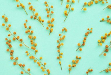 Mimoza nane renk arka plan üzerinde küçük dalları.