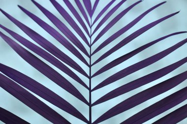 Renkli arka planda palmiye yaprağı.