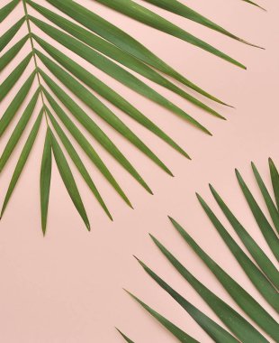 Renkli arkaplanda palmiye yaprağı.