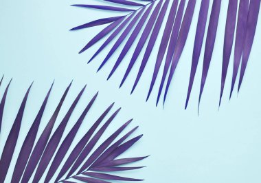 Renkli arkaplanda palmiye yaprağı.