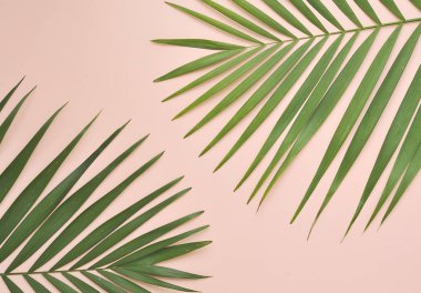 Renkli arkaplanda palmiye yaprağı.