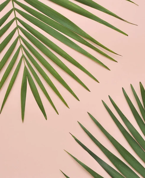Renkli arkaplanda palmiye yaprağı.