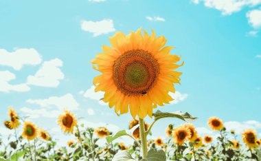 Ayçiçekli güzel çayır manzarası. 