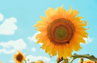 Ayçiçekli güzel çayır manzarası. 