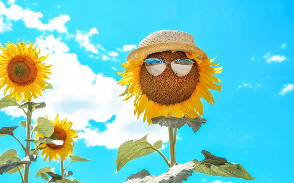 Sonnenblume Sonnenbrille Auf Blauem Himmel Hintergrund — Stockfoto