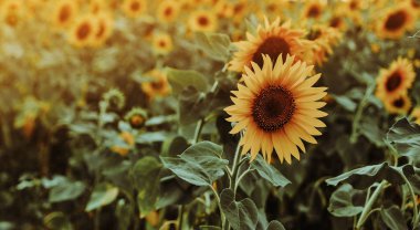 Ayçiçekli güzel çayır manzarası. 